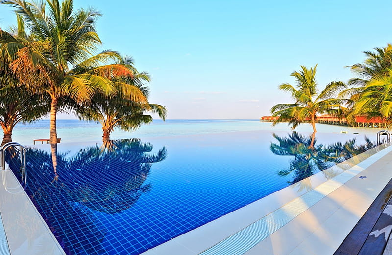 Crystal Clear swimming pool, coconut trees, water, swimming, pool, HD wallpaper