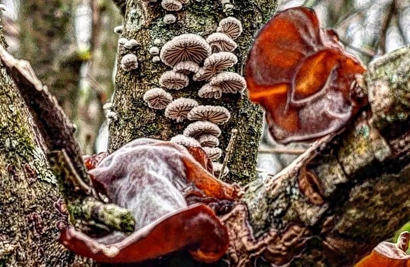 Mushrooms, Forests, Botanics, Fungus, HD wallpaper