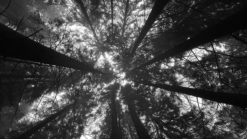 Worm's Eye View Of Trees In The Forest Black Aesthetic, HD wallpaper