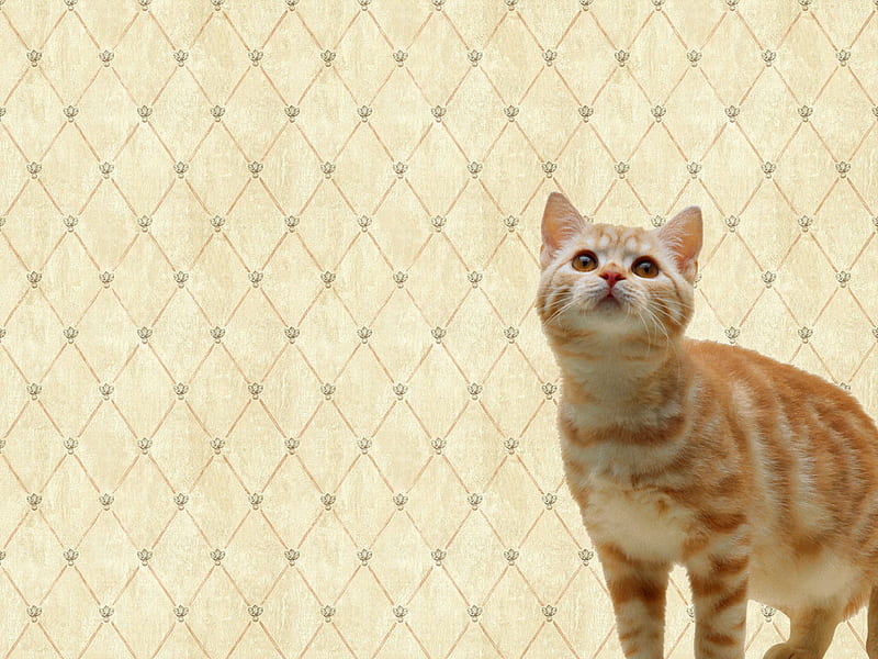 Looking for you!, feline, cat, kitten, animal, HD wallpaper