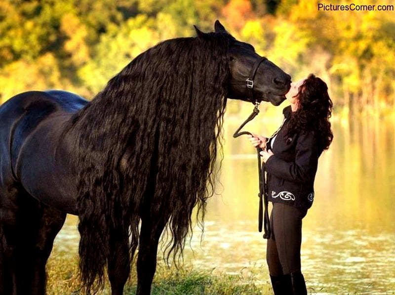 Sweet Friendship, draft horse, dutch, friesian, black, holland, horses, HD wallpaper