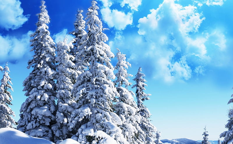 wonderful evergreens in winter, trees, clouds, snow, winter, HD wallpaper