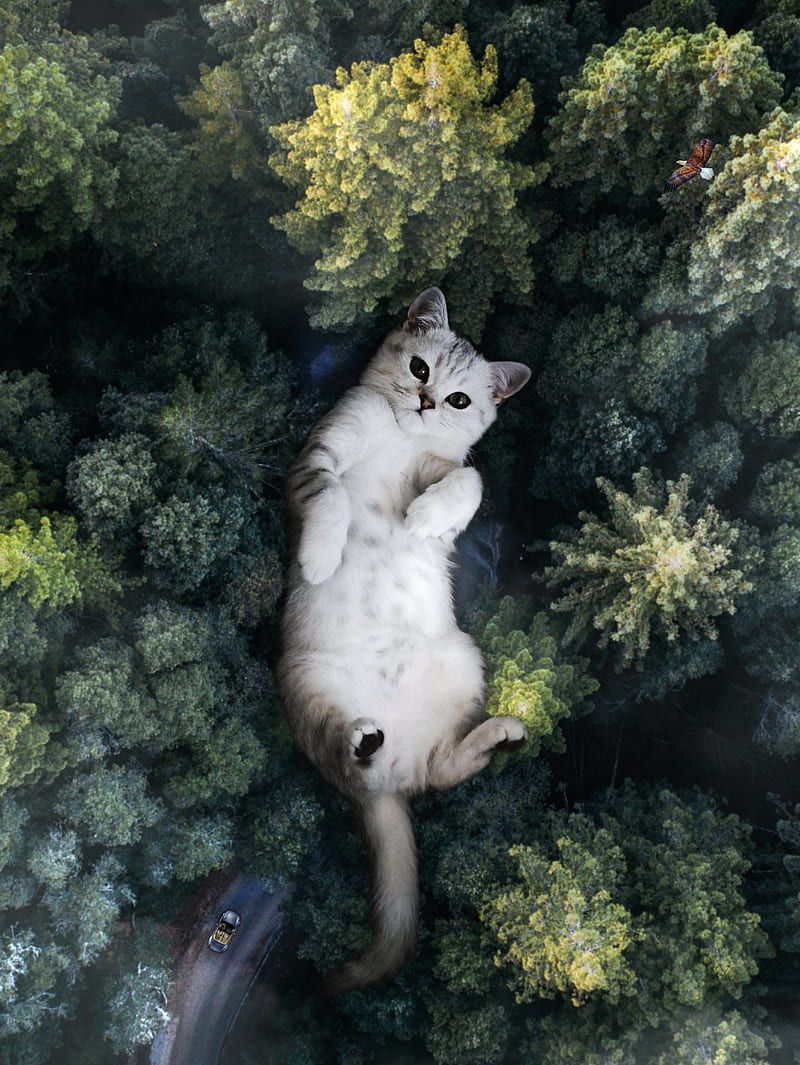 Forest Giant Cat, animal, cute, feline, kitten, kitty, nature, tree, wood, HD phone wallpaper