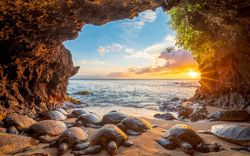 Turtles on the shore, evening, sunset, seascape, turtles, arch, HD ...