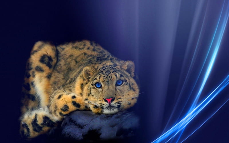 Snow Leopard, leopard, brown, rock, black, cat, spotted, snow, blue, HD wallpaper