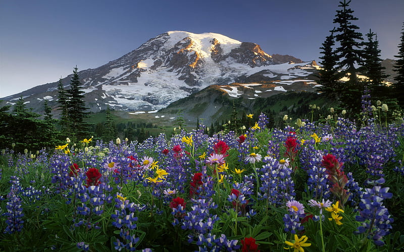Rocky Mountain, mountain, snow, rocky, flower, nature, trees, landscape, HD wallpaper