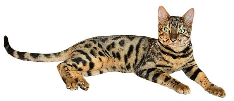 BENGAL HOUSE CAT, bengal, pet, feline, house cat, cat, HD wallpaper