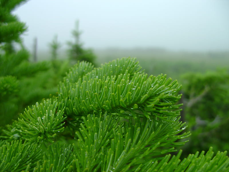 spruce in siberia, autumn, fog, siberia, spruce, HD wallpaper