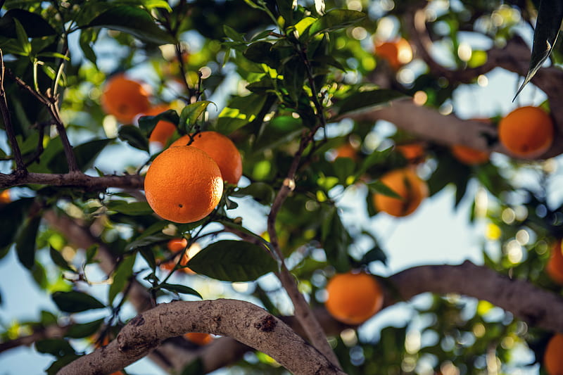 orange, fruit, tree, branch, HD wallpaper