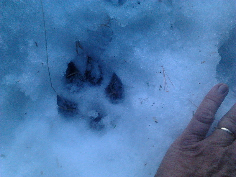 ~~; Paw prints in the snow ;~~, animal tracks, snow, winter, paw print, HD wallpaper
