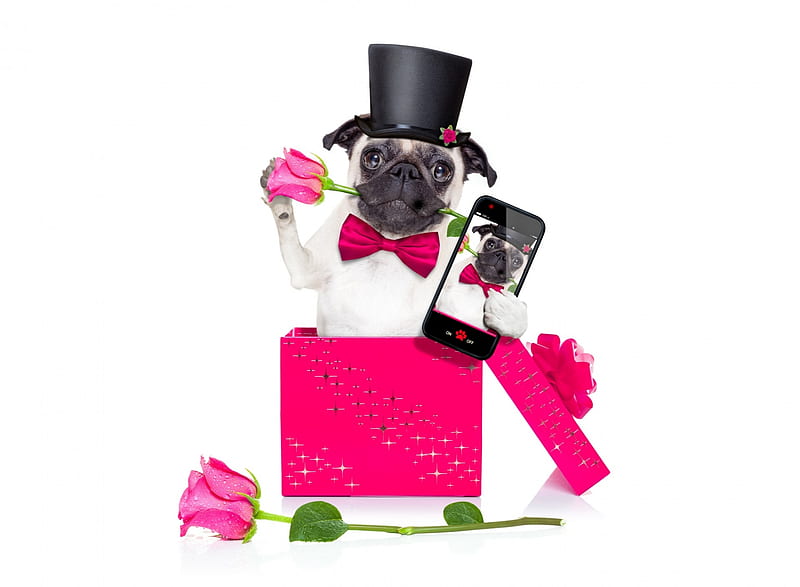 Surprse!, rose, caine, selfie, valentine, gift, birtay, animal, hat, card, flowrr, funny, white, pink, dog, surprise, HD wallpaper
