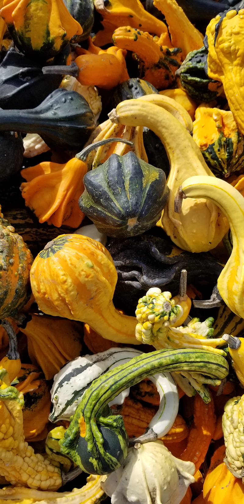 Otoño, naturaleza, calabaza, calabazas, verduras, Fondo de pantalla de