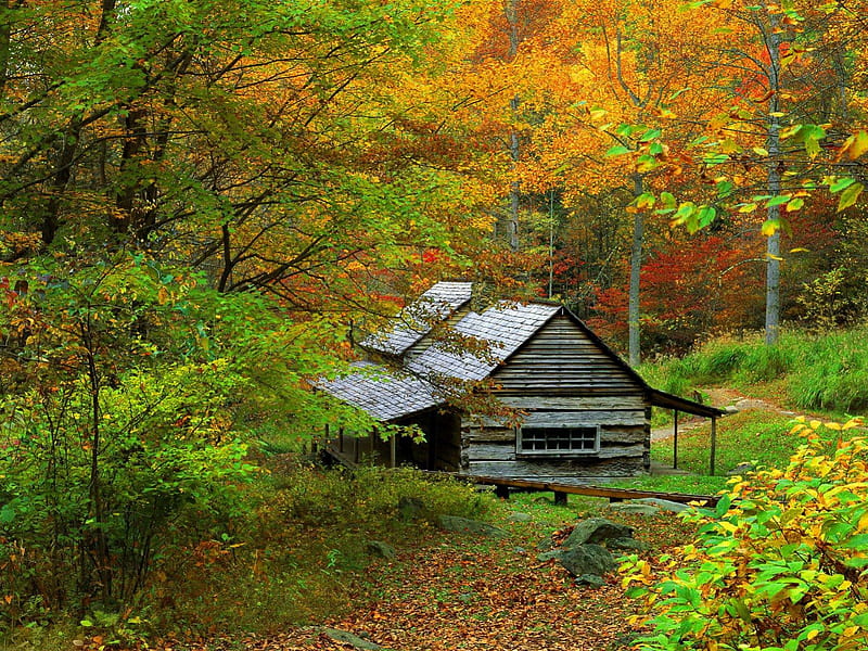 Homestead cabin, autumn, hut, house, cottage, homestead, cabin, bonito, mountain, leaves, nice, calm, path, forest, lovely, lonely, trees, serenity, peaceful, summer, nature, branches, wooden, HD wallpaper