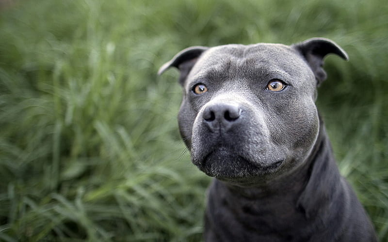 Pit Bull Terrier, close-up, bokeh, gray pitbull, muzzle, dogs, Pit Bull, pets, Pit Bull Dog, HD wallpaper