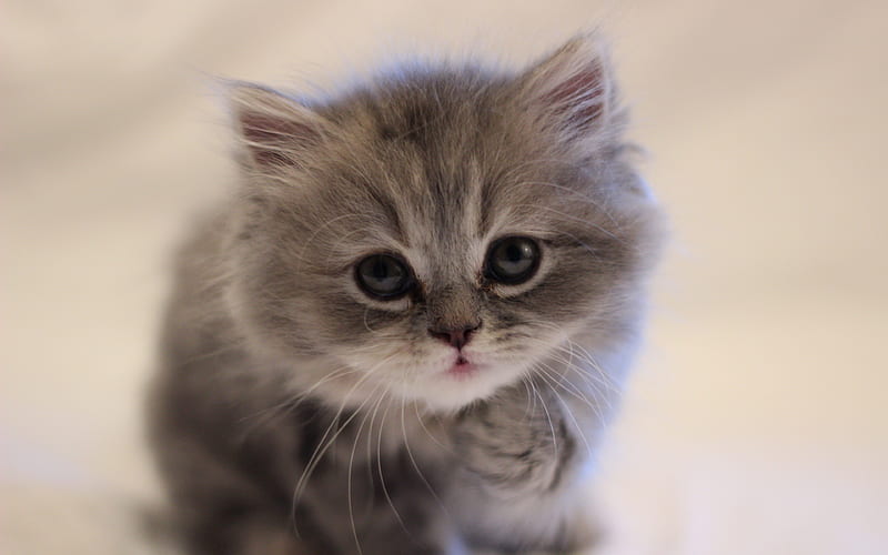 persian cat, kitten cute animals, blur, persian kitten, cats, Persian cat, HD wallpaper