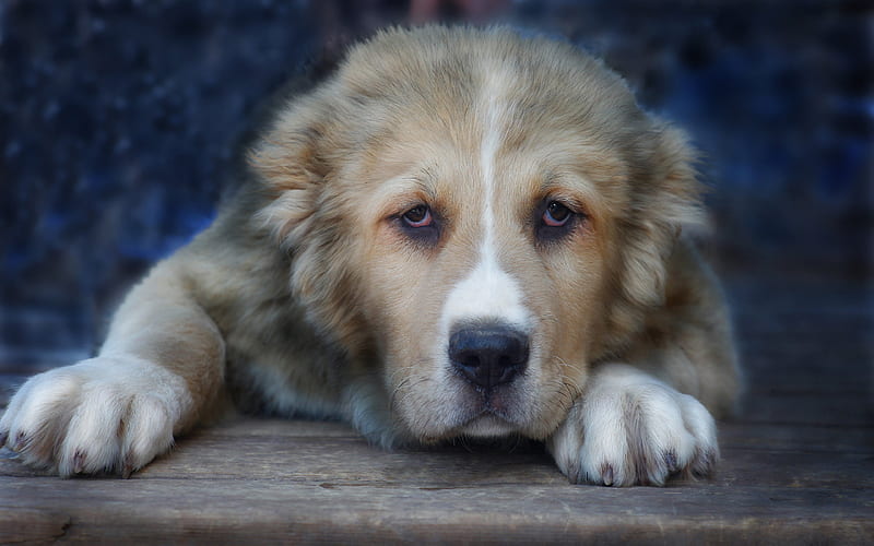 Central Asian Shepherd Dog Alabai, dogs, pets, muzzle, big dog, Central Asian Shepherd, HD wallpaper