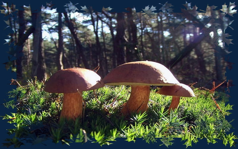 magic mushrooms, forest, mushrooms, HD wallpaper