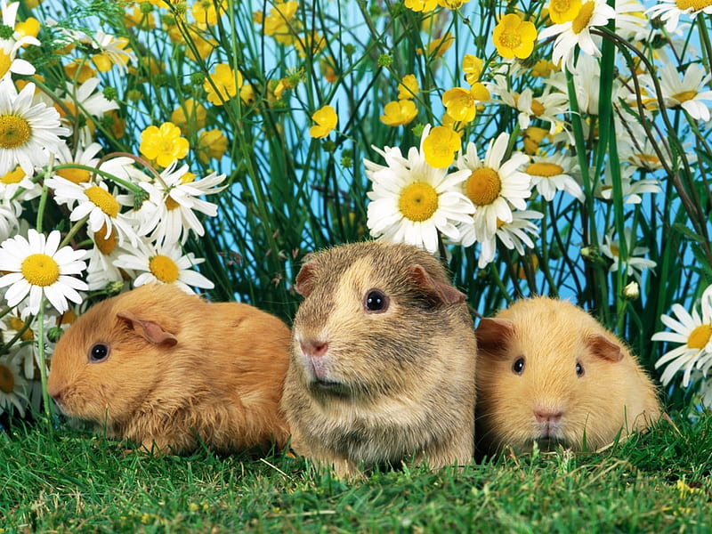 Sweet rabbit family, family, rabbit, flower, garden, daisy, HD wallpaper