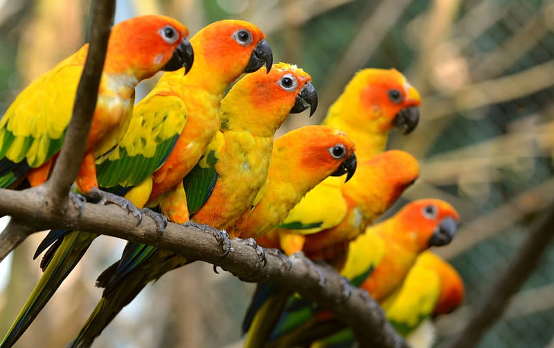 United Family, red, family orange, yellow, bonito, popinjay, graphy, nice, macaws, green, beauty, union, animals, amazing , colors, birds, trees, utiful, kite, some, cool, united, nature, branches, HD wallpaper