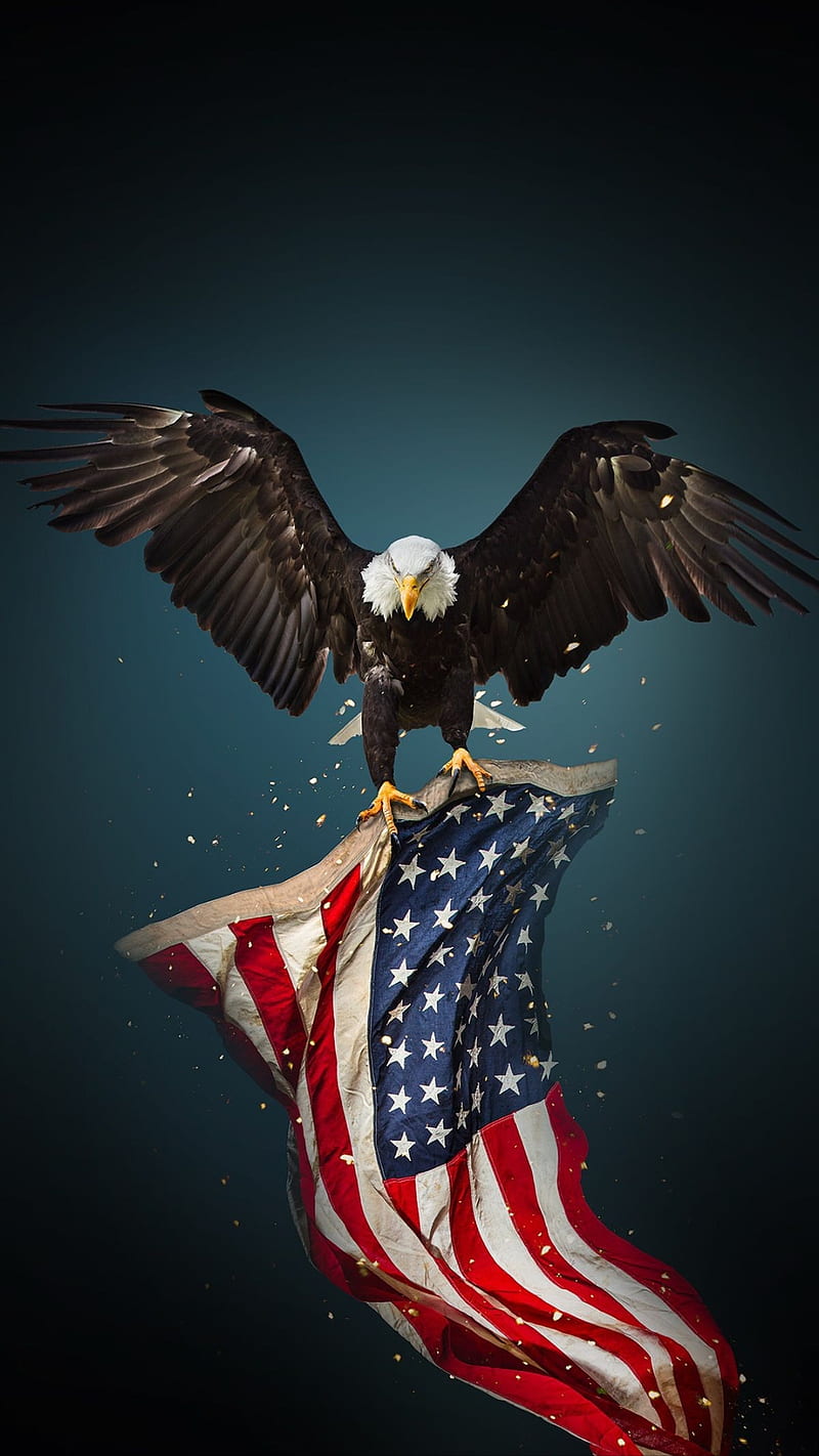 USA, america, american, bird, country, eagle, eagles, flag, HD phone wallpaper