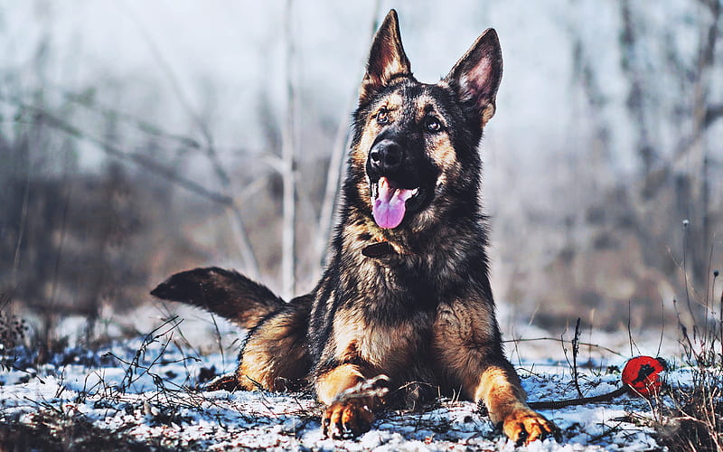 German Shepherd, winter, bokeh, pets, cute animals, dogs, German Shepherd Dog, HD wallpaper