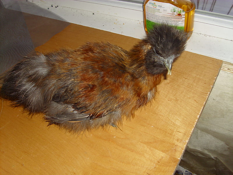 NEW! My Partridge Bearded Silkie, farm, hen, partridge, rooster, HD wallpaper