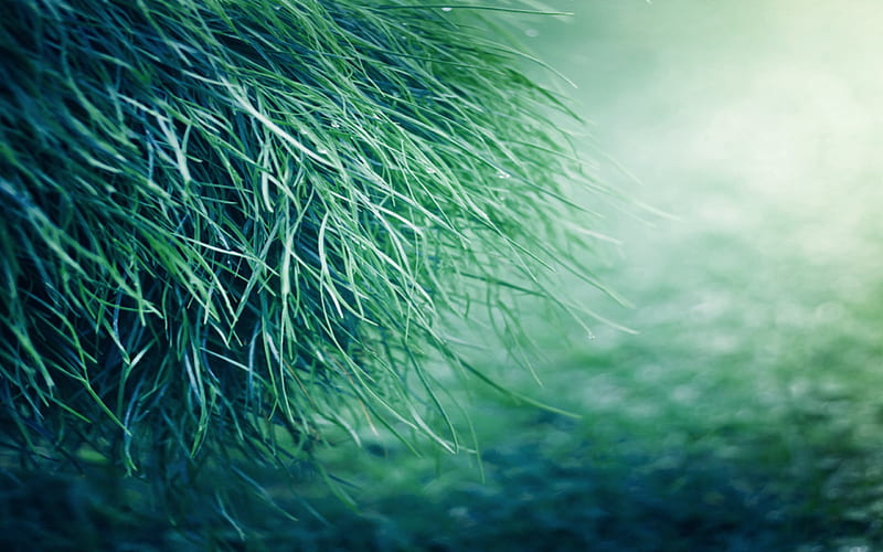 grass, close-up, blur, HD wallpaper