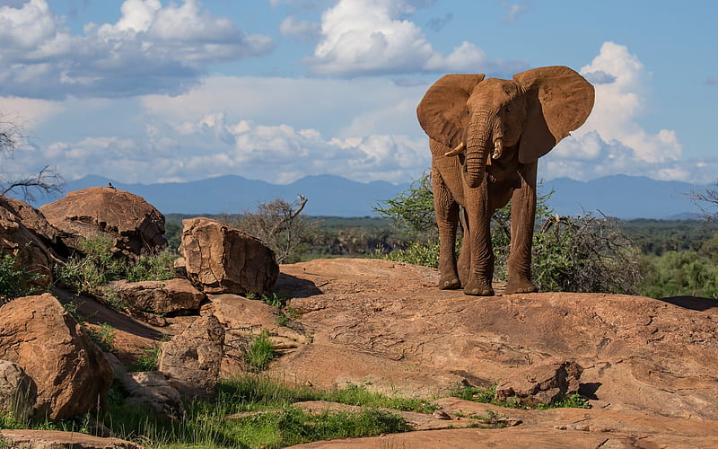 African elephant, evening, sunset, young elephant, wildlife, wild animals, elephants, Africa, HD wallpaper