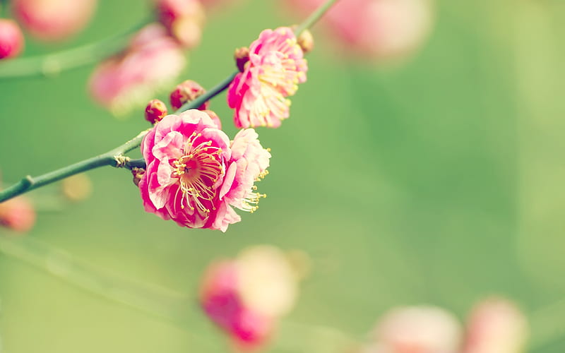 Apricot Japanese, nature, flowers, HD wallpaper