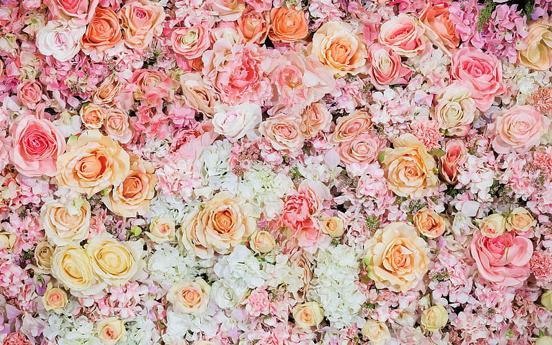 floral background, pink roses, floral pattern, roses, beautiful flowers, HD wallpaper
