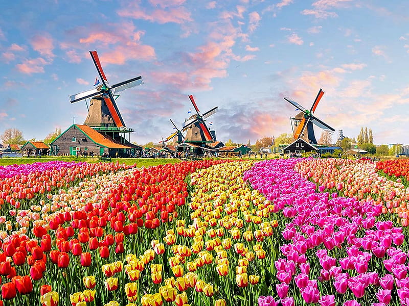 Keukenhof Windmills, Netherlands, flowers, blossoms, colors, spring, tulips, mills, field, HD wallpaper