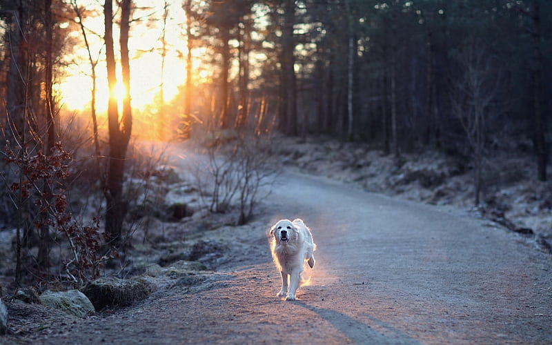 Morning Run, cute, labrador, dogs, animal, HD wallpaper