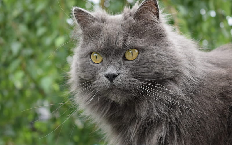 gray fluffy cat, green eyes, cute animals, pet, beautiful gray cat, HD wallpaper