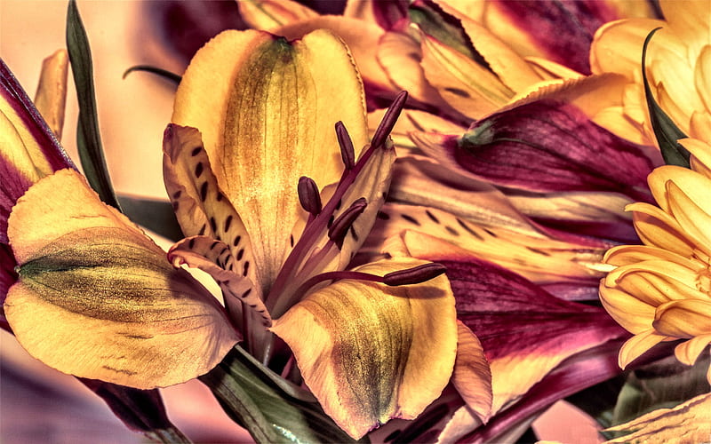 Tiger Lilies, art, romance, bonito, illustration, artwork, floral, love, painting, wide screen, flower, beauty, nature, HD wallpaper