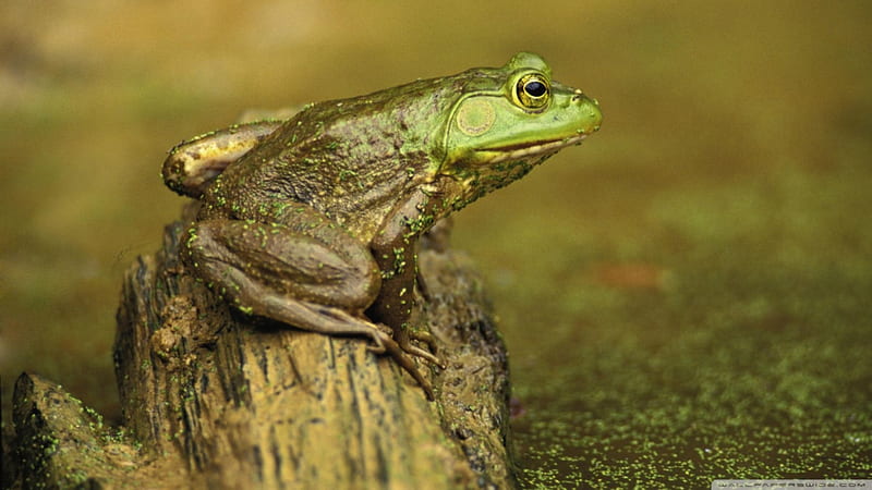 green frog on stump, pond, frog, green, stump, HD wallpaper