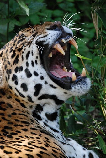 Jaguar Roaring