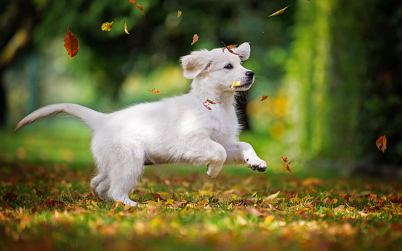 white retriever, white cute puppy, pets, small dogs, white labrador, dogs, autumn, forest, HD wallpaper