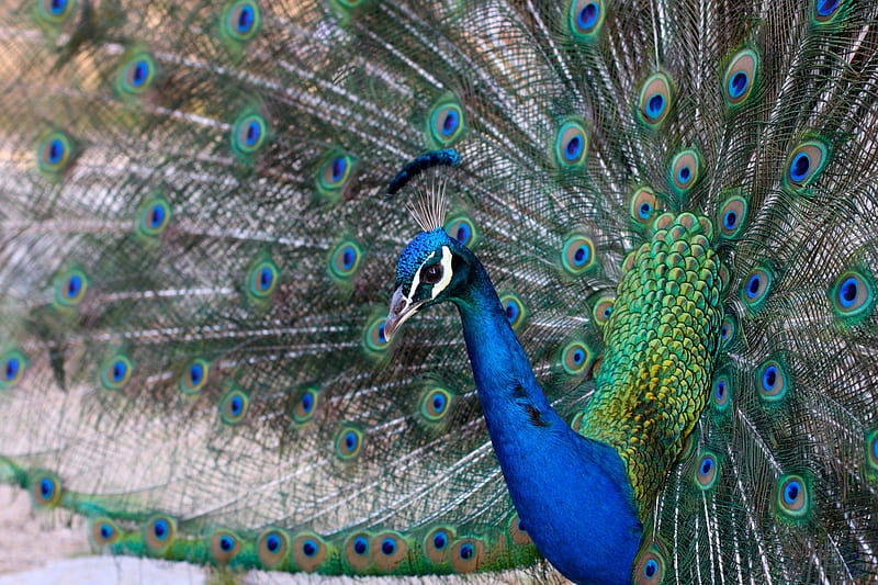 peacock, peahen, blue, peafowl, HD wallpaper