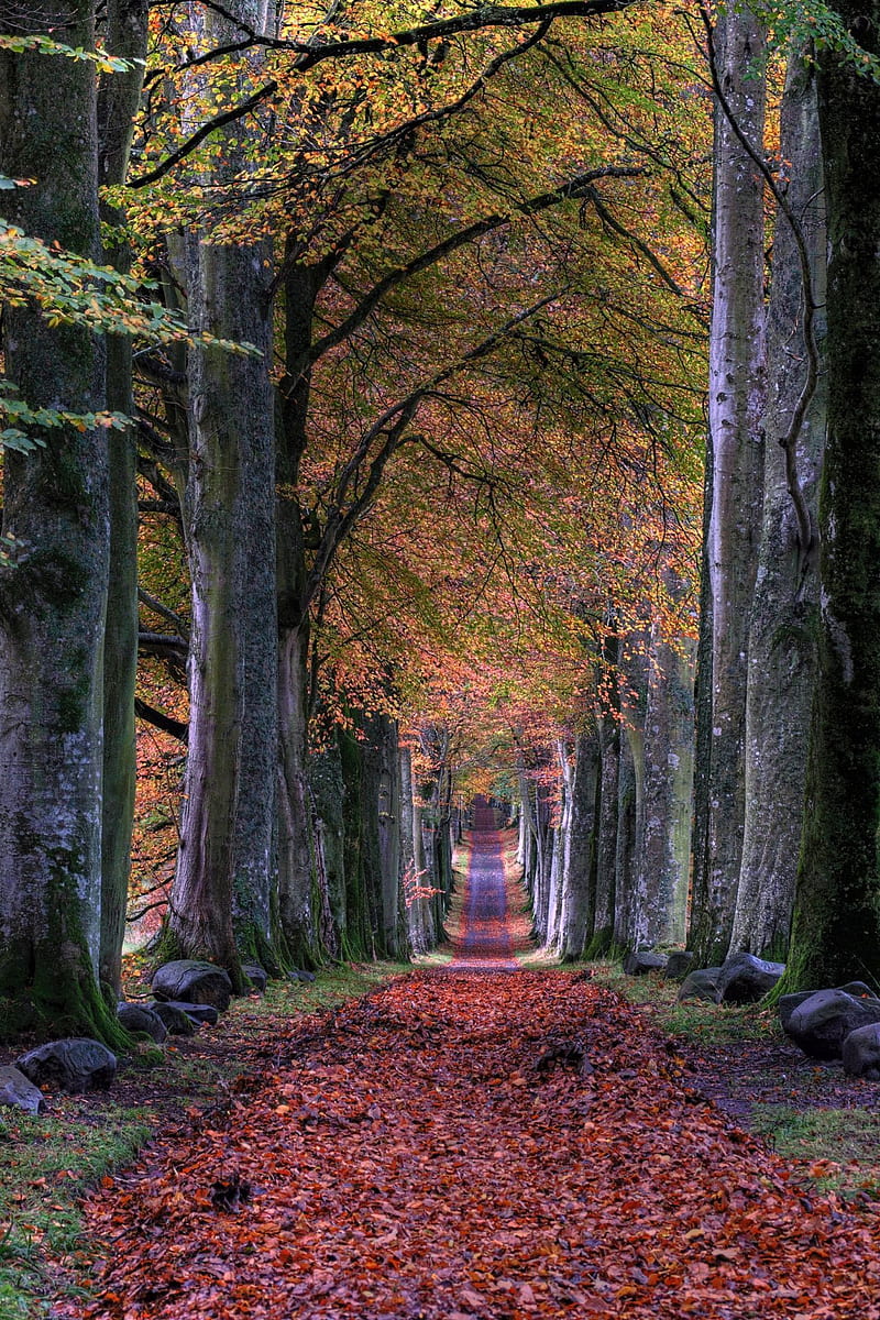 Autumn Walk, autumn, fall, path, scenery, HD phone wallpaper | Peakpx