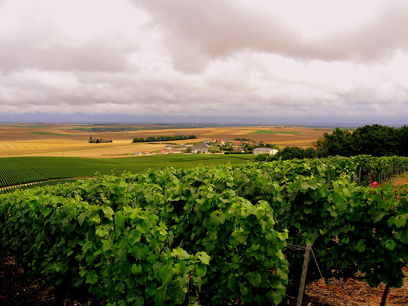 Wine Country, countryside, cloudy sky, vineyards, grape vines, chardonnay vines, frane, HD wallpaper