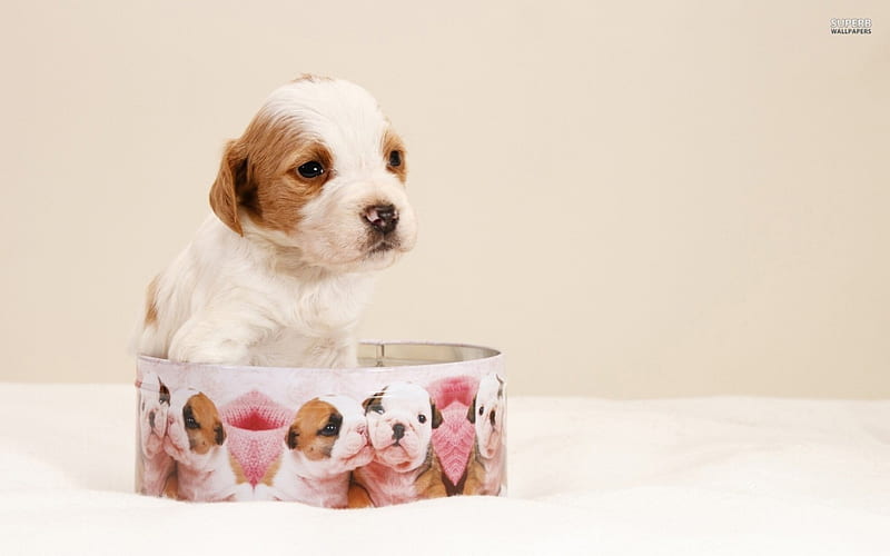 cookie tin puppy, cookie, tin, puppy, dog, HD wallpaper