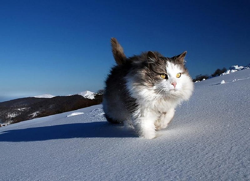 On the Piste, paws, feline, whiskers, snow, cat, sky, fur, animal, HD wallpaper