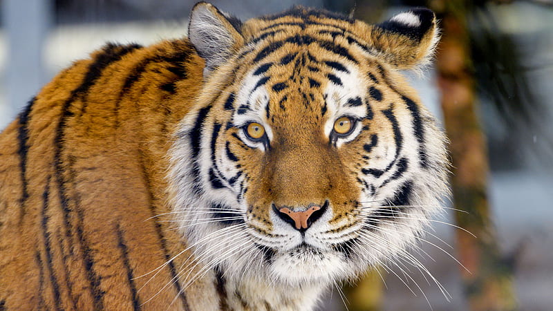 Closeup View Of Tiger In Blur Background Tiger, HD wallpaper