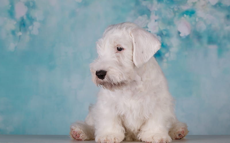 airedale terrier, puppy, little white dog, curly white puppy, cute animals, dog breeds, Bingley Terrier, Waterside Terrier, HD wallpaper