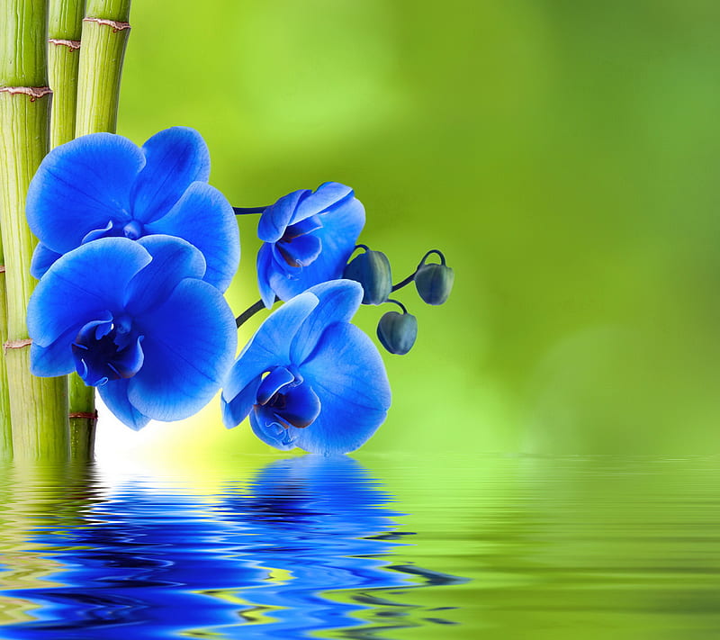Orquídea, bambú, azul, spa, agua, zen, Fondo de pantalla HD | Peakpx