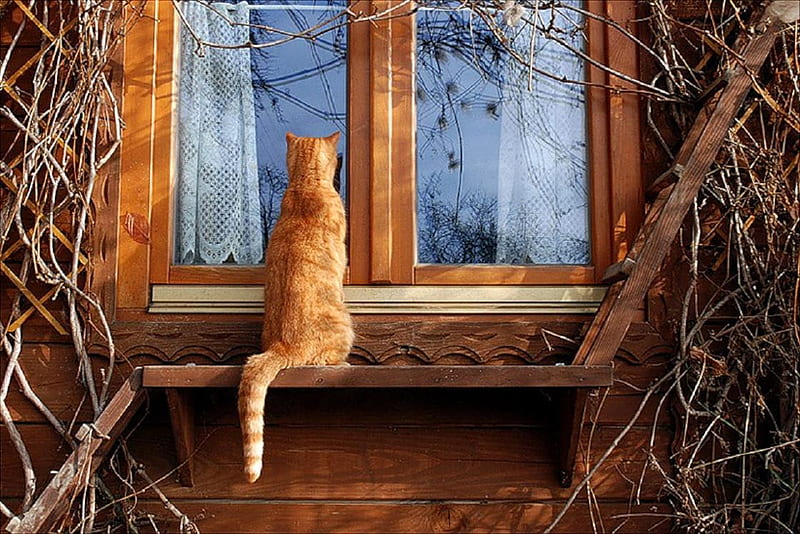 Cat at the window., window, ledge, twig, reflection, cat, HD wallpaper