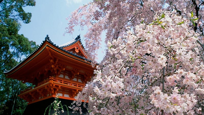 Japanese Tea Garden in Spring, blossoms, tree, house, cherry, HD wallpaper
