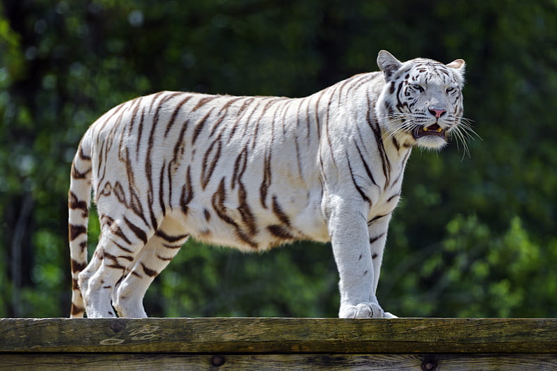 bengal tiger, tiger, big cat, predator, mouth, fangs, HD wallpaper