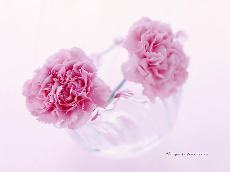 Carnations in clear vase, vase, flowers, pink, HD wallpaper