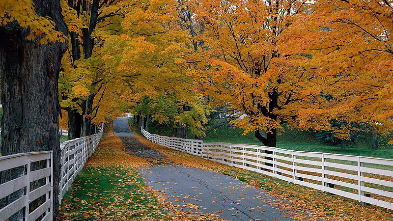 Road Between Fence And Beautiful Foliage Trees Nature, HD wallpaper